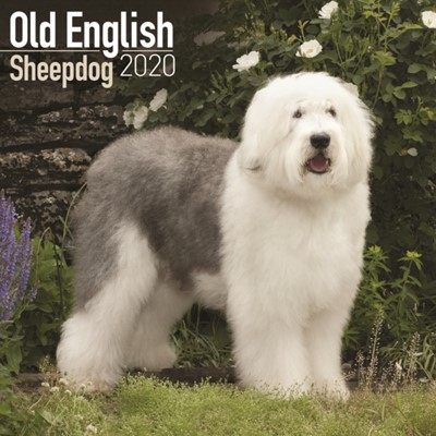 engelsk sheepdog